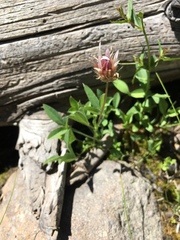 Geum triflorum
