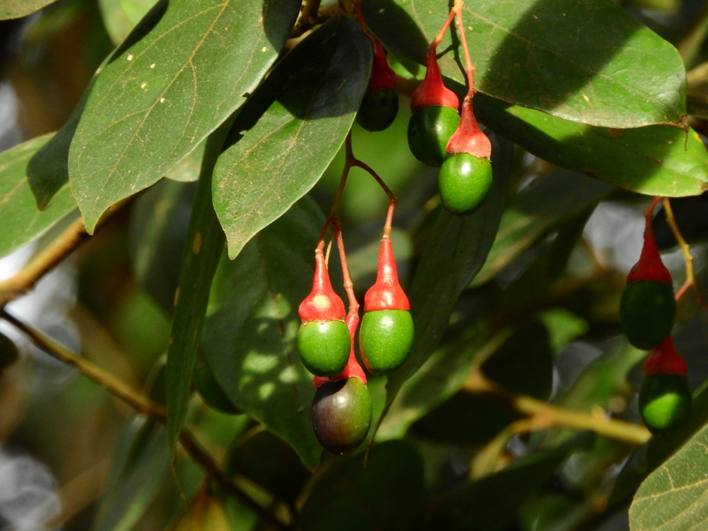 Endlicheria paniculata