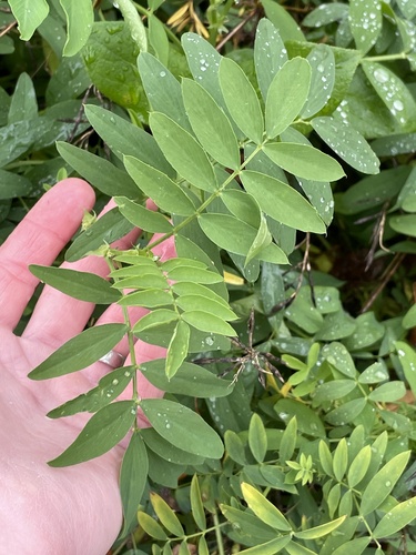 Professor-weed (Galega officinalis)