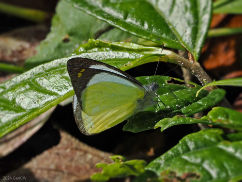 Delias gabia