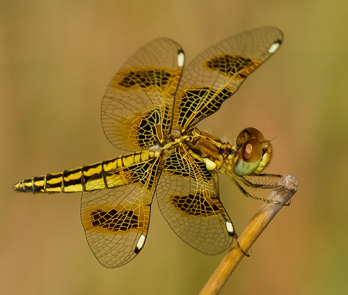 Yellow-veined Widow photo 3