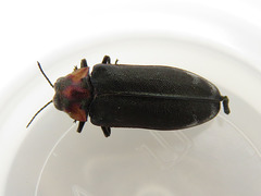 Eupristocerus cogitans