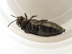 Eupristocerus cogitans