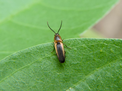 Cardiophorinae