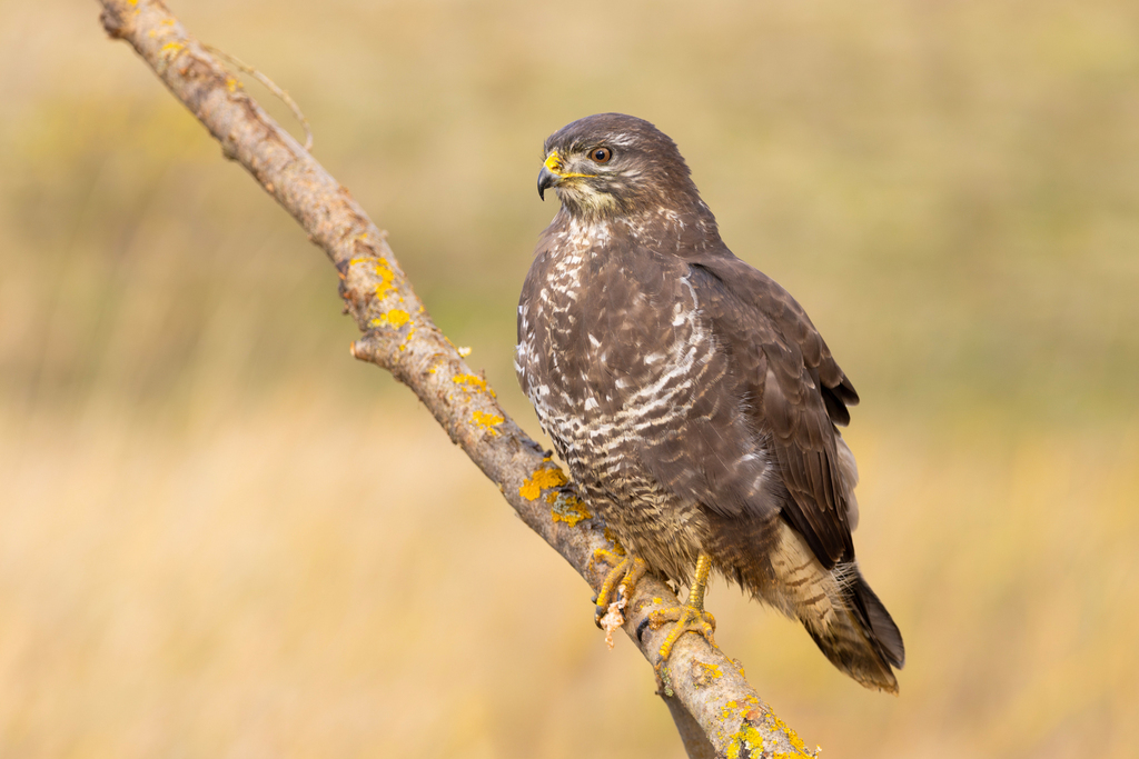 Common Buzzard