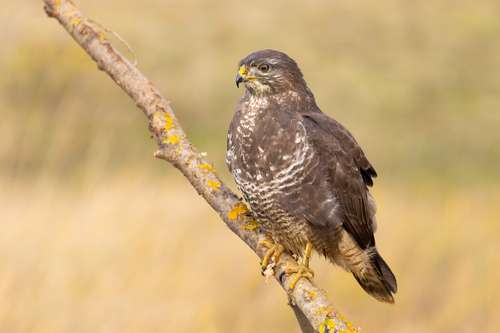 Mäusebussard