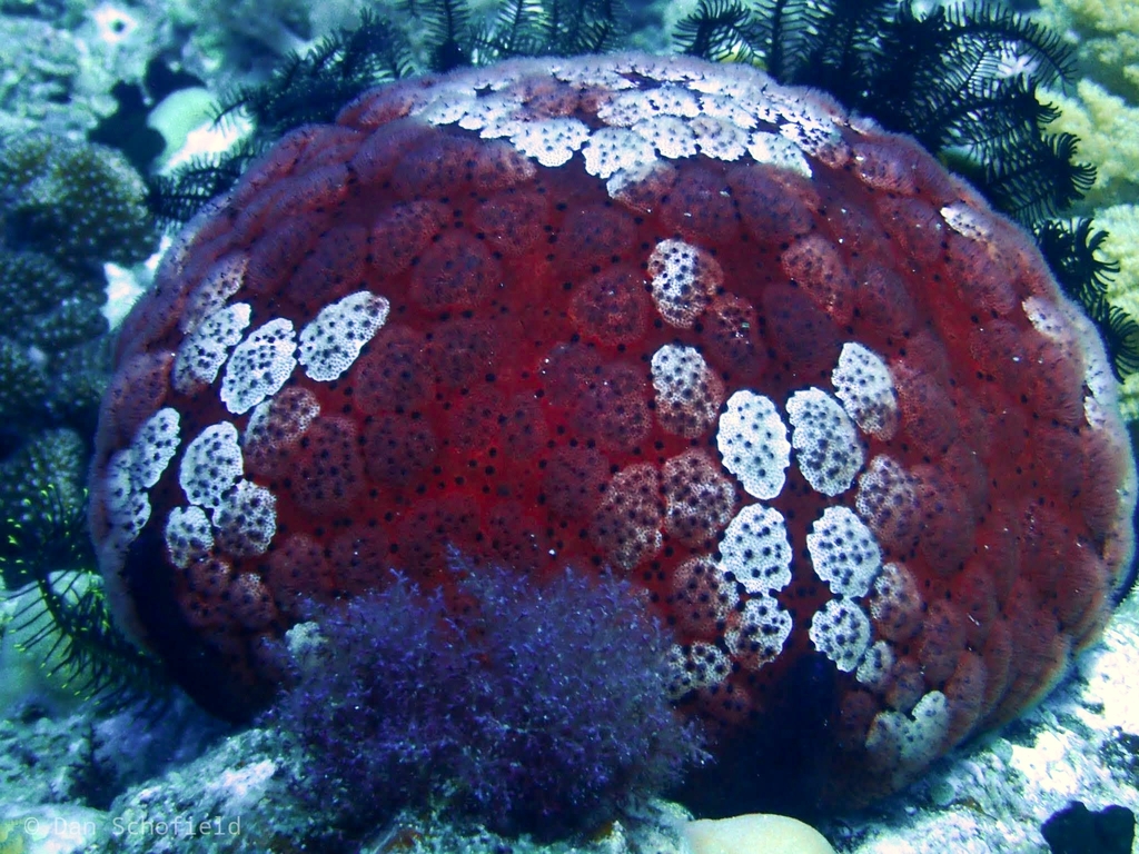 Cushion star