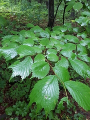 Ulmus laciniata
