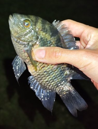 Chameleon Cichlid