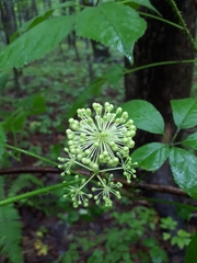 Eleutherococcus senticosus