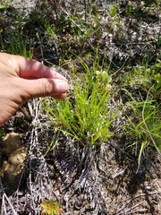 Dichanthelium linearifolium