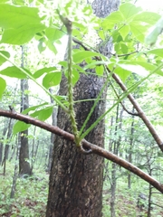 Eleutherococcus senticosus