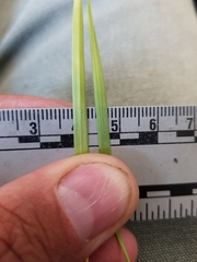 Dichanthelium linearifolium