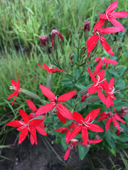 Silene regia