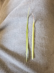 Dichanthelium linearifolium