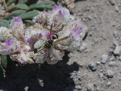Pterocheilus