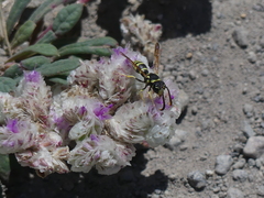 Pterocheilus