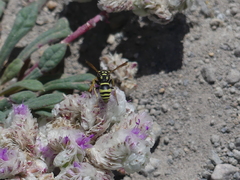 Pterocheilus