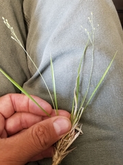 Dichanthelium linearifolium