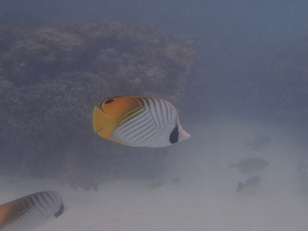Threadfin butterflyfish