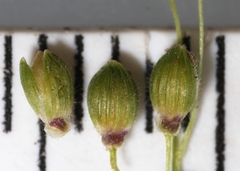 Dichanthelium linearifolium