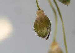 Dichanthelium linearifolium