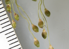 Dichanthelium linearifolium