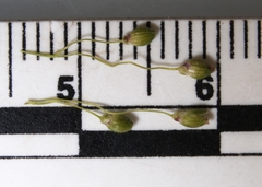 Dichanthelium linearifolium