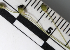 Dichanthelium linearifolium