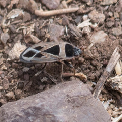 Xanthochilus saturnius