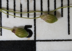 Dichanthelium linearifolium