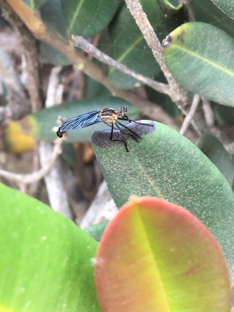 Deromyia fuscipennis