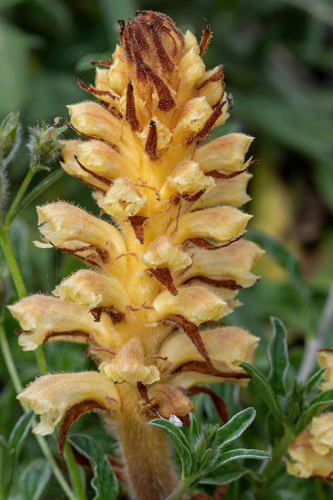 Orobanche australis