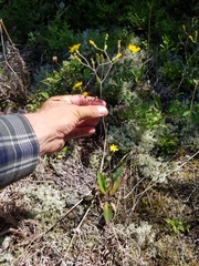 Hieracium scabrum