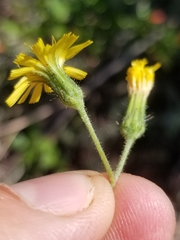 Hieracium scabrum