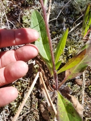Hieracium scabrum