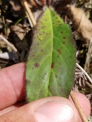 Hieracium scabrum