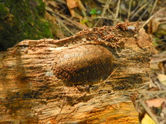 Blaberinae