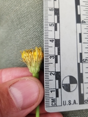 Hieracium scabrum
