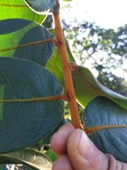 Hirtella glandulosa