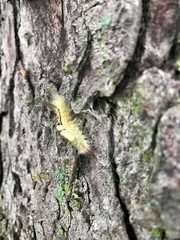 Orgyia leucostigma