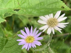 Aster panduratus