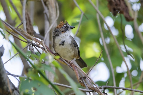 Rusty-crowned Ground Sparrow (Melozone kieneri), photo 9