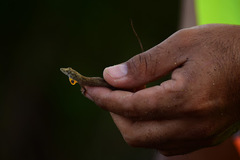 Anolis ustus