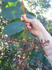 Hirtella glandulosa