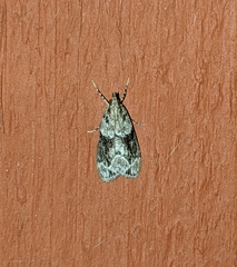 Eudonia spenceri