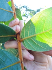 Hirtella glandulosa