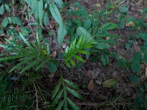 Image of Filicium decipiens by (c) Damien Wallace, some rights reserved (CC BY)