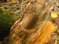 Blaberinae