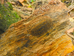Blaberinae